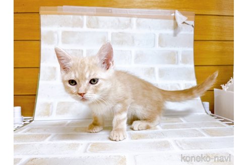 成約済の東京都のスコティッシュフォールド-72263の4枚目