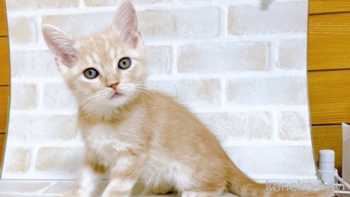 成約済の東京都のスコティッシュフォールド-72263の1枚目