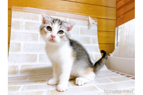 成約済の東京都のスコティッシュフォールド-72264の2枚目