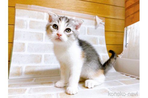 成約済の東京都のスコティッシュフォールド-72264の3枚目