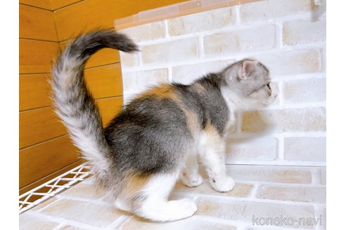 成約済の東京都のスコティッシュフォールド-72264の4枚目