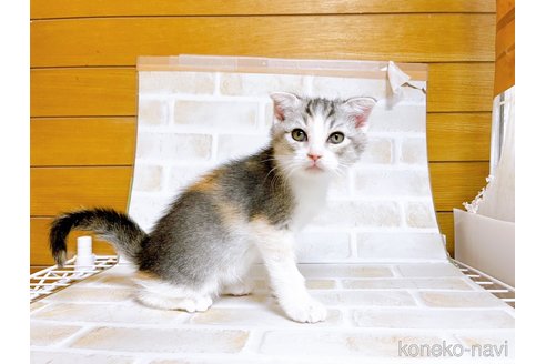 成約済の東京都のスコティッシュフォールド-72264の5枚目