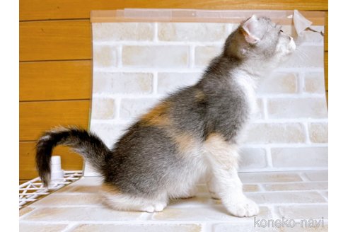 成約済の東京都のスコティッシュフォールド-72264の6枚目