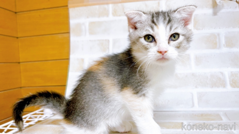 成約済の東京都のスコティッシュフォールド-72264