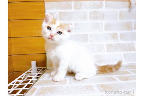 成約済の東京都のスコティッシュフォールド-72265の7枚目