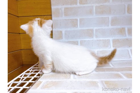 成約済の東京都のスコティッシュフォールド-72265の2枚目