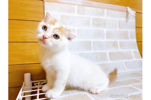 成約済の東京都のスコティッシュフォールド-72265の3枚目