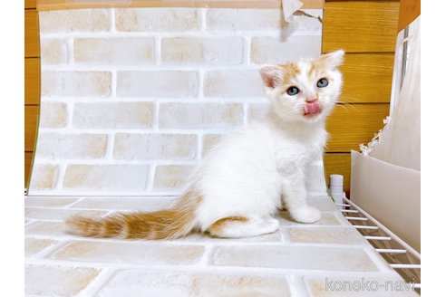 成約済の東京都のスコティッシュフォールド-72265の4枚目