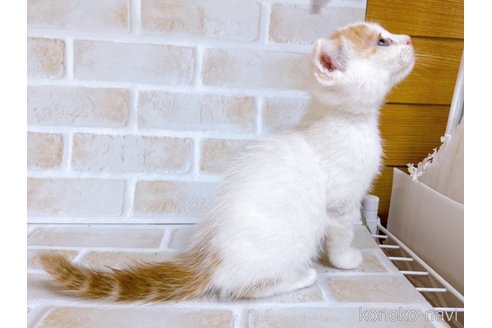 成約済の東京都のスコティッシュフォールド-72265の5枚目