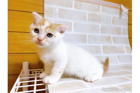 成約済の東京都のスコティッシュフォールド-72265の6枚目