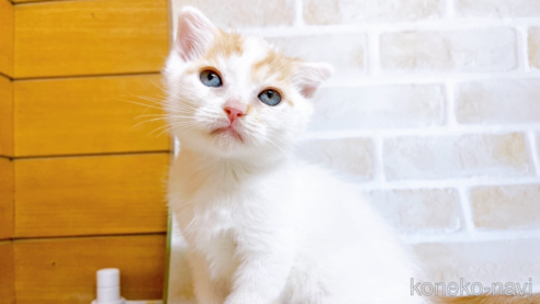 成約済の東京都のスコティッシュフォールド-72265