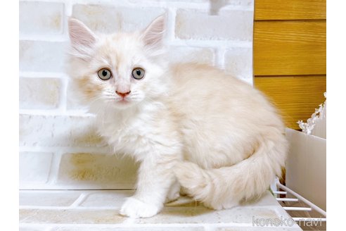 成約済の東京都のサイベリアン-72266の2枚目