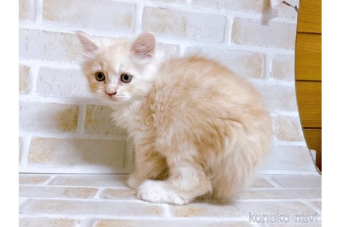 成約済の東京都のサイベリアン-72266の3枚目