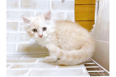 成約済の東京都のサイベリアン-72266の4枚目