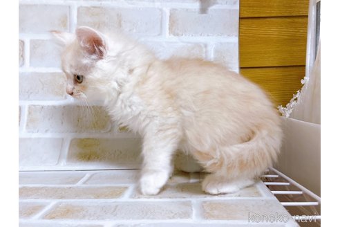 成約済の東京都のサイベリアン-72266の5枚目