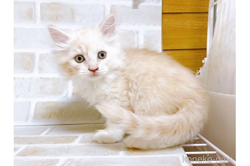 成約済の東京都のサイベリアン-72266の6枚目