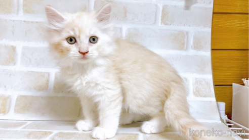 成約済の東京都のサイベリアン-72266