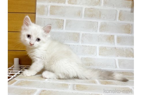 成約済の東京都のサイベリアン-72267の2枚目