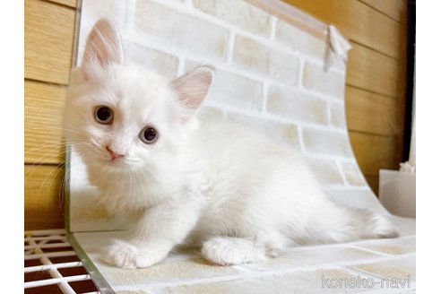 成約済の東京都のサイベリアン-72267の3枚目