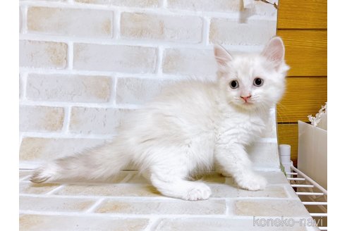 成約済の東京都のサイベリアン-72267の4枚目