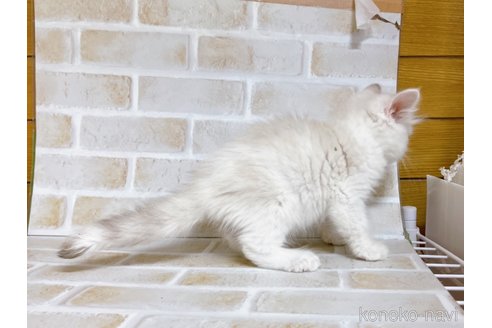 成約済の東京都のサイベリアン-72267の5枚目