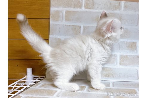 成約済の東京都のサイベリアン-72267の6枚目