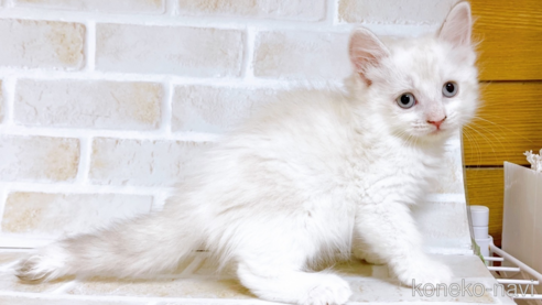 成約済の東京都のサイベリアン-72267