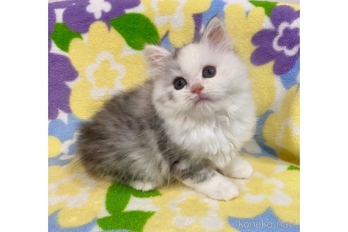 成約済の神奈川県のマンチカン-70265の4枚目