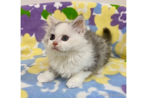 成約済の神奈川県のマンチカン-70265の3枚目