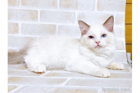 成約済の東京都のラグドール-69063の5枚目