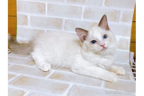 成約済の東京都のラグドール-69063の2枚目