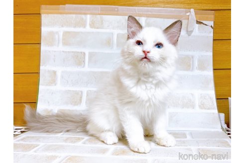 成約済の東京都のラグドール-69063の3枚目