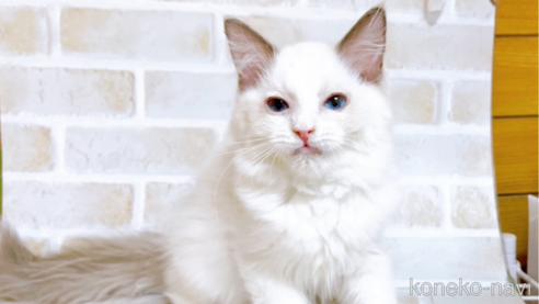 成約済の東京都のラグドール-69063の1枚目