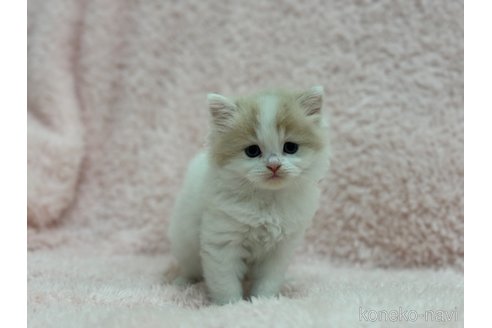 成約済の三重県のスコティッシュフォールド-72229の5枚目