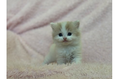 成約済の三重県のスコティッシュフォールド-72229の2枚目