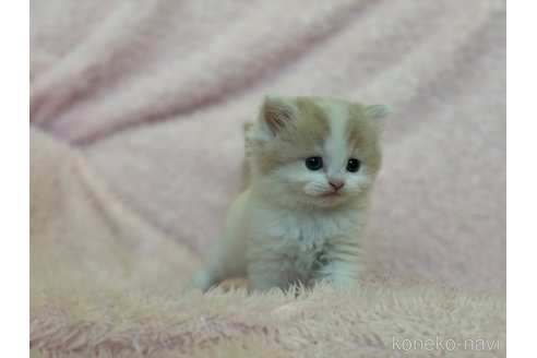 成約済の三重県のスコティッシュフォールド-72229の3枚目