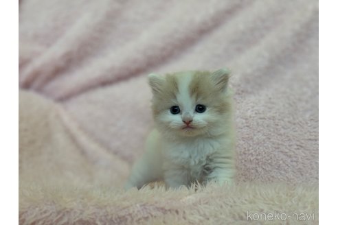 成約済の三重県のスコティッシュフォールド-72229の4枚目