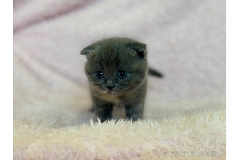 成約済の三重県のスコティッシュフォールド(折れ耳)-72227の5枚目