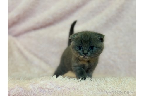 成約済の三重県のスコティッシュフォールド(折れ耳)-72227の3枚目