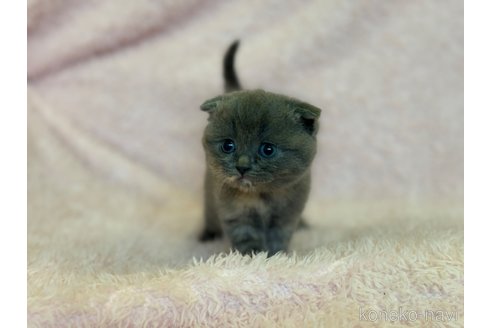 成約済の三重県のスコティッシュフォールド(折れ耳)-72227の4枚目