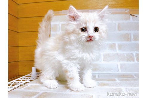 成約済の東京都のサイベリアン-72317の10枚目