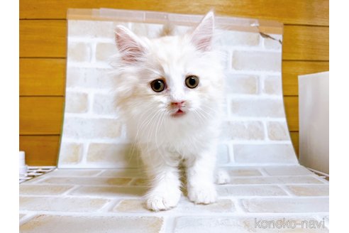 成約済の東京都のサイベリアン-72317の11枚目