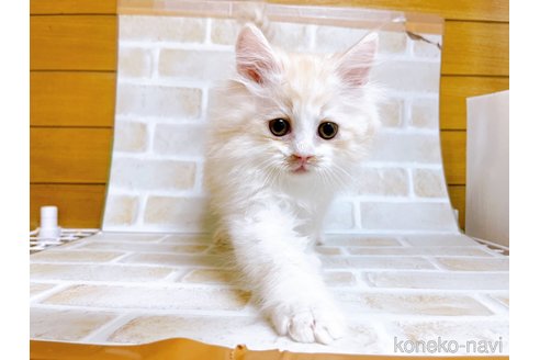 成約済の東京都のサイベリアン-72317の5枚目