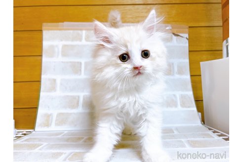 成約済の東京都のサイベリアン-72317の6枚目