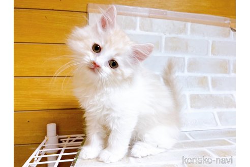 成約済の東京都のサイベリアン-72317の7枚目