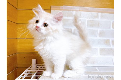 成約済の東京都のサイベリアン-72317の8枚目