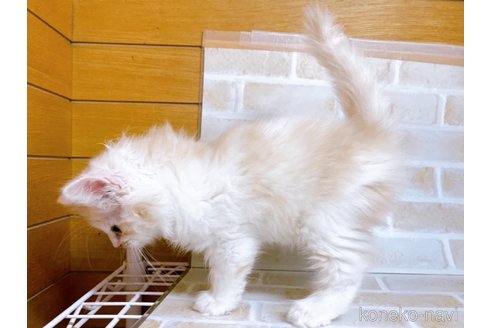 成約済の東京都のサイベリアン-72317の9枚目