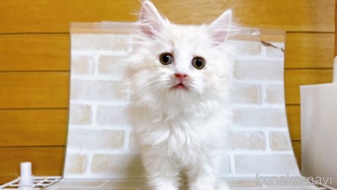 成約済の東京都のサイベリアン-72317の4枚目