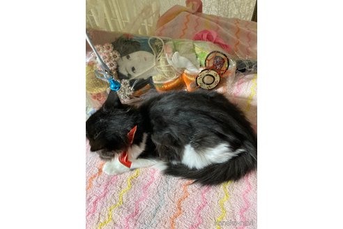 成約済の神奈川県のマンチカン-67510の21枚目