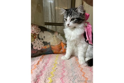 成約済の神奈川県のマンチカン-68891の6枚目